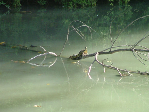 Tartaruga dalle orecchie rosse - Trachemys scripta